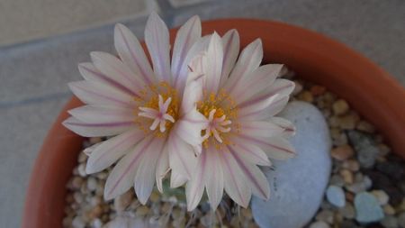 Turbinicarpus hb.