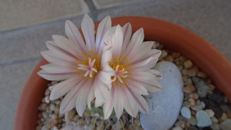 Turbinicarpus hb.