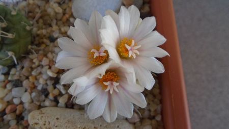 Turbinicarpus hb.