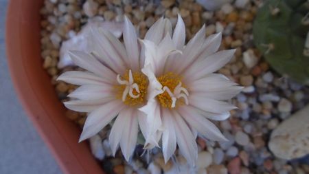 Turbinicarpus hb.