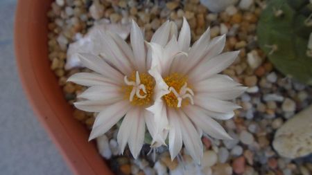 Turbinicarpus hb.