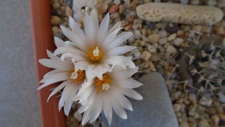 Turbinicarpus hb.