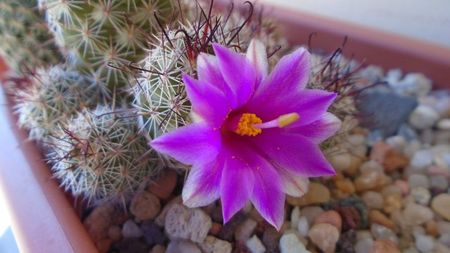 Mammillaria fraileana