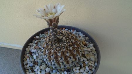 Gymnocalycium obductum