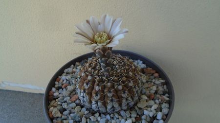 Gymnocalycium obductum