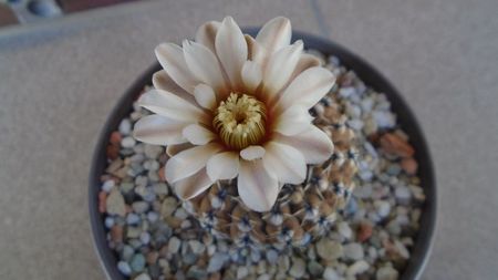 Gymnocalycium obductum