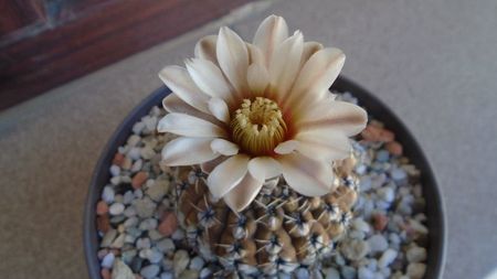 Gymnocalycium obductum