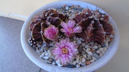 Gymnocalycium friedrichii, 2 ex.