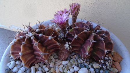 Gymnocalycium friedrichii, 2 ex.