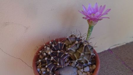 Gymnocalycium friedrichii