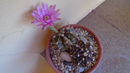 Gymnocalycium friedrichii