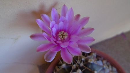 Gymnocalycium friedrichii