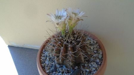 Gymnocalycium mihanovichii