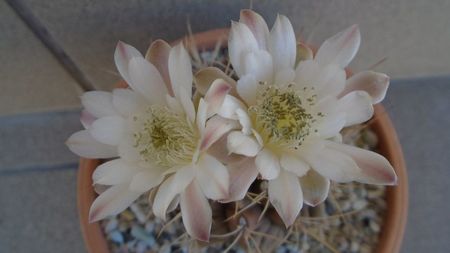 Gymnocalycium mihanovichii