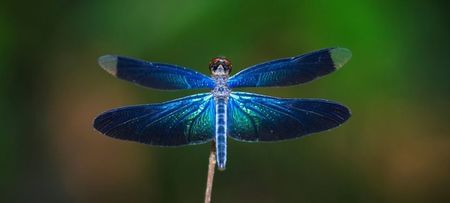 Dragonfly ( Libelula)