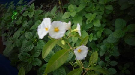 Solanum rantonnetii