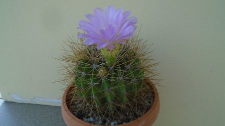 Acanthocalycium spiniflorum