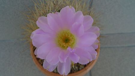 Acanthocalycium spiniflorum