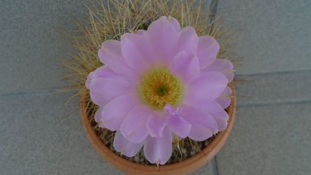 Acanthocalycium spiniflorum