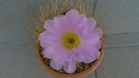 Acanthocalycium spiniflorum