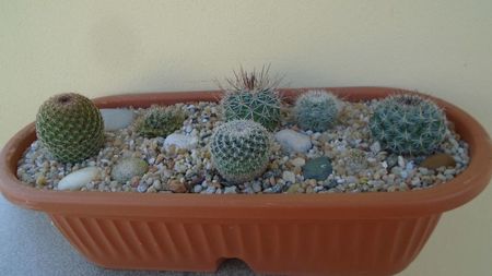 Grup de 8 Mammillaria; Mamm. sonorensis
Mamm. sp.
Mamm. hahniana
Mamm. perbella 
Mamm. picta
Mamm. standleyi
Mamm. lenta
Mamm. sp.
