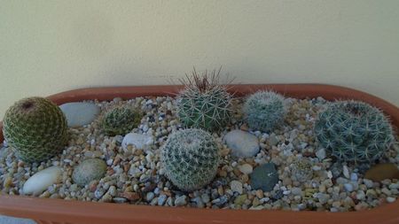 Grup de 8 Mammillaria; Mamm. sonorensis
Mamm. sp.
Mamm. hahniana
Mamm. perbella 
Mamm. picta
Mamm. standleyi
Mamm. lenta
Mamm. sp.
