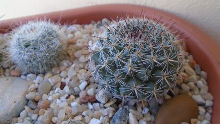 Mammillaria sp.