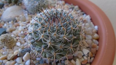 Mammillaria sp.