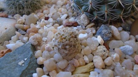 Mammillaria standleyi