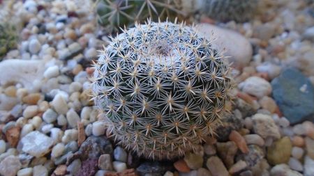 Mammillaria perbella