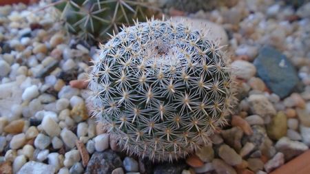 Mammillaria perbella