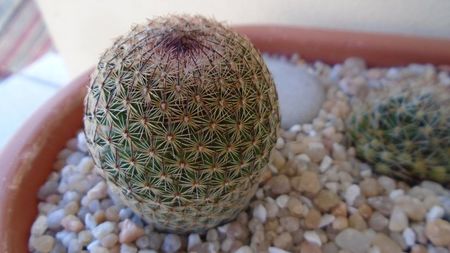 Mammillaria sp.