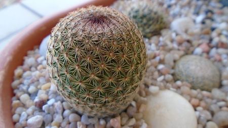 Mammillaria sp.