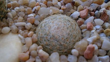 Mammillaria lenta