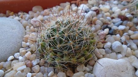 Mammillaria picta