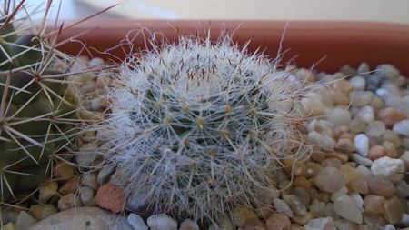 Mammillaria hahniana, Queretaro, Mx.