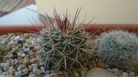 Mammillaria sonorensis