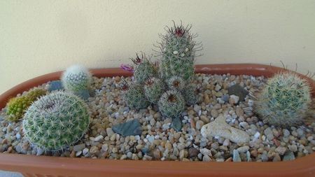 Grup de 5 Mammillaria; Mammillaria marksiana 
Mammillaria fraileana        
Mammillaria boolii
Mammillaria longiflora
Mammillaria albata v. sanciro
