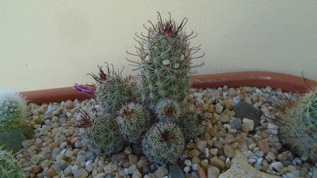 Mammillaria fraileana