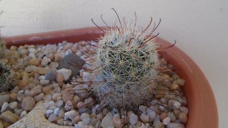 Mammillaria longiflora