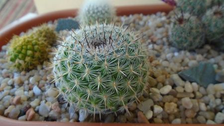 Mammillaria albata v. sanciro