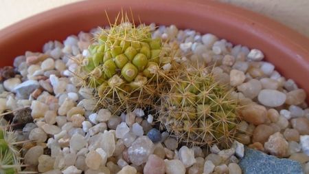 Mammillaria marksiana