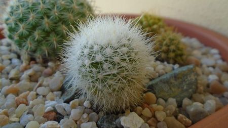 Mammillaria boolii