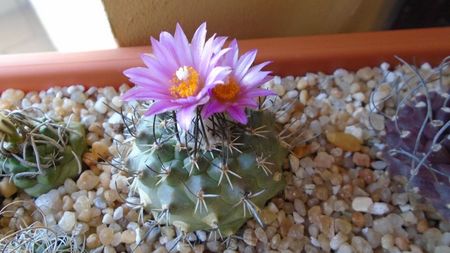 Turbinicarpus viereckii