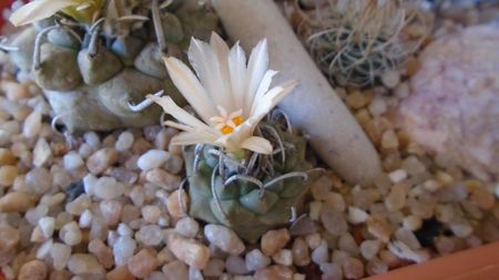 Turbinicarpus pachystele