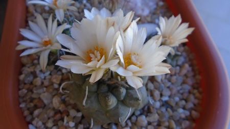 Turbinicarpus macrochele v. screvispinum