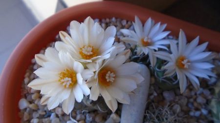 Turbinicarpus macrochele v. screvispinum