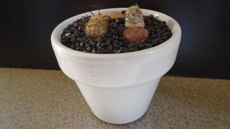 Mammillaria stella-de-tacubaya & Mammillaria standleyi; replantate in 6 sept. 2020
