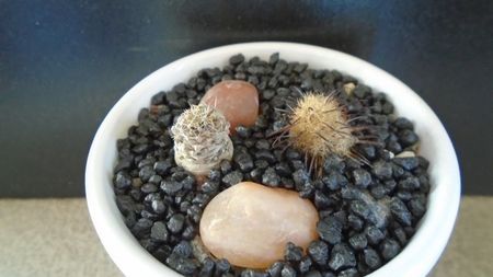 Mammillaria stella-de-tacubaya & Mammillaria standleyi; replantate in 6 sept. 2020
