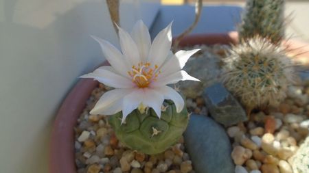 Turbinicarpus lophophoroides